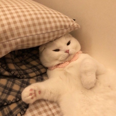 小米运动健康App接入蚂蚁阿福：支持AI初步健康建议